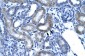 SSBP2 antibody - N-terminal region